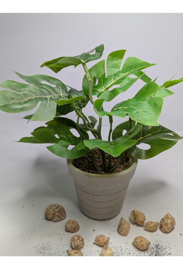 plant03 DECORA 21 