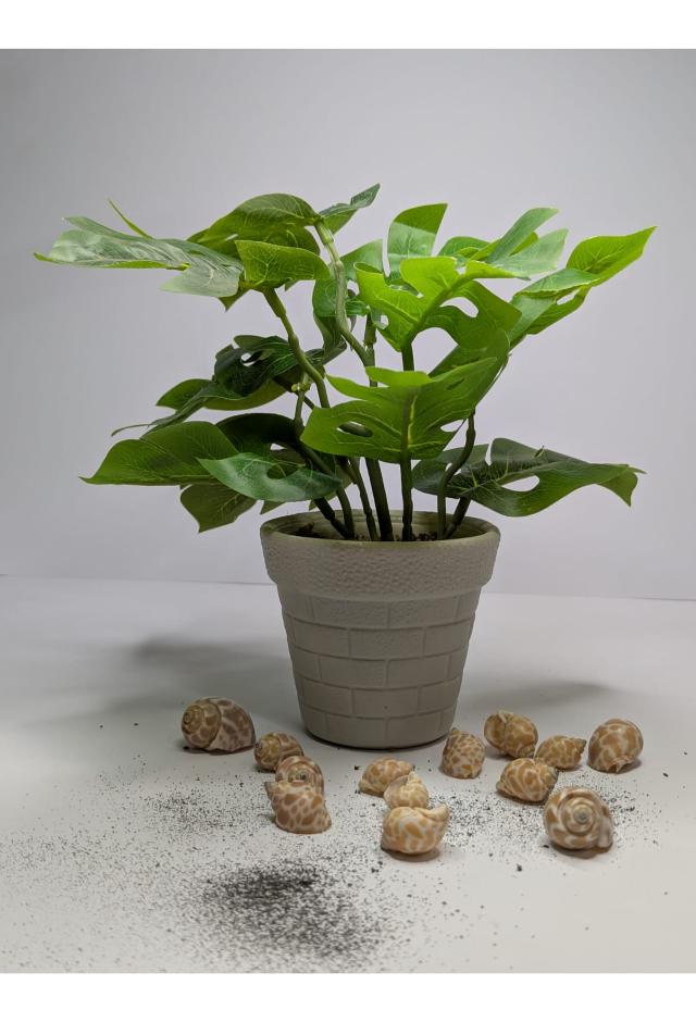 plant03 DECORA 21 