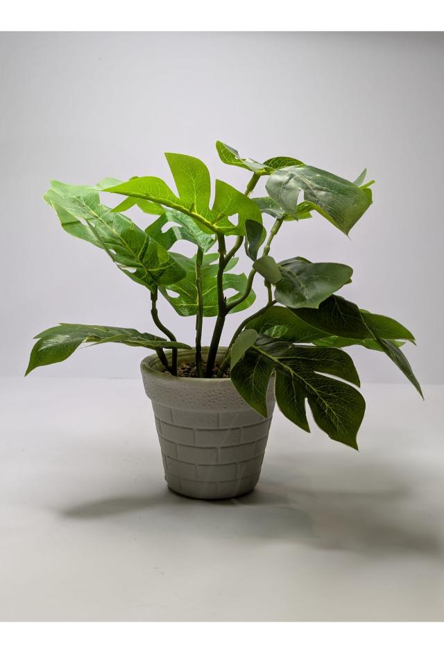 plant03 DECORA 21 